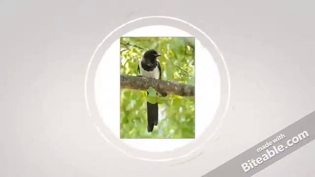 Сорока-белобока смотреть онлайн