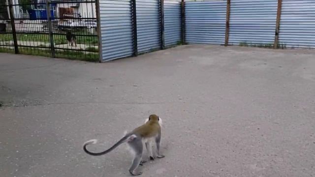 Мартышку, которая навела суету в частном секторе Комсомольска-на-Амуре, поймали вечером 18 мая смотреть онлайн