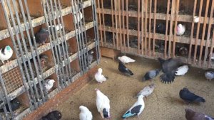 #Pigeons.Чем кормить голубей.