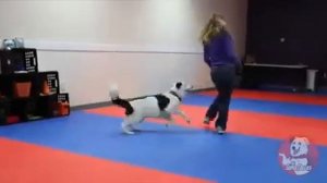 Собака танцует