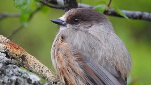Siberian Jay. Lavskrika. Lavskrike. Kuukkeli. Кукша. Unglückshäher