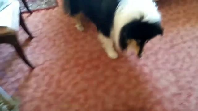 Джей и пылесос