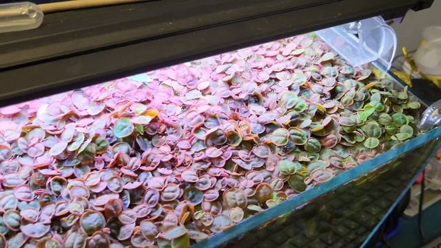 red root floaters смотреть онлайн