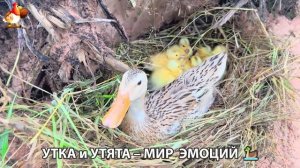 Утка и Утята – мир нежных эмоций 🦆🤗❣️часть (19)