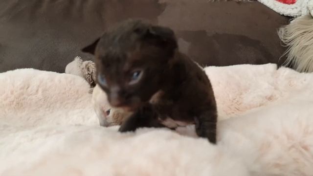 Cornish Rex Kittens are too cute, Age  is 2 weeks old😺