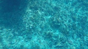 PickAlbatros Marsa Alam Sea World, rafa