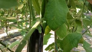 #Paprika  #Aubergine  #Sguash                                             Vagetebels in Green hHous