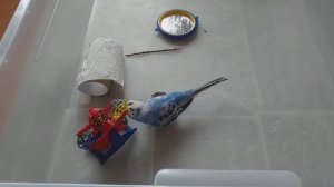 Волнистый попугайчик на выгуле.