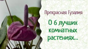Зимние проблемы комнатных растений. Все будет хорошо! Прекрасная Гузалия