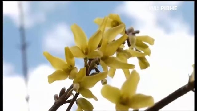 Переход на техническое вещание во время профилактики канала UA: РIВНЕ (Ровно, Украина). 24.05.2021 смотреть онлайн