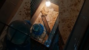 потери. погибают перепелят что делать?