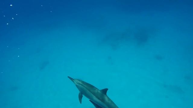 Scuba Diving With Sharks & Dolphins - Marsa Alam - Red Sea - Egypt ''From Shagra With Love Part 2'' смотреть онлайн