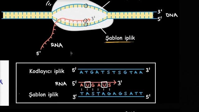 Transkripsiyon ve mRNA’nın İşlenmesi