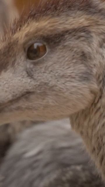 Baby steps  Prehistoric Planet 2 Clip shorts