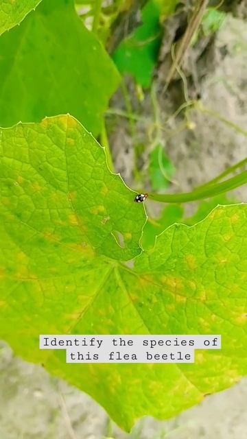 Identify the species of this flea beetle #nature #agriculture #reels #insect  #entomology #identify
