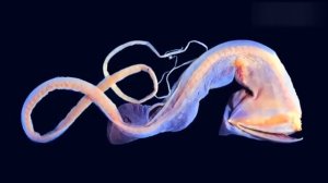 ТОП 10 СТРАННЫХ СОЗДАНИЙ ВОДНОГО МИРА! #океан #море #природа