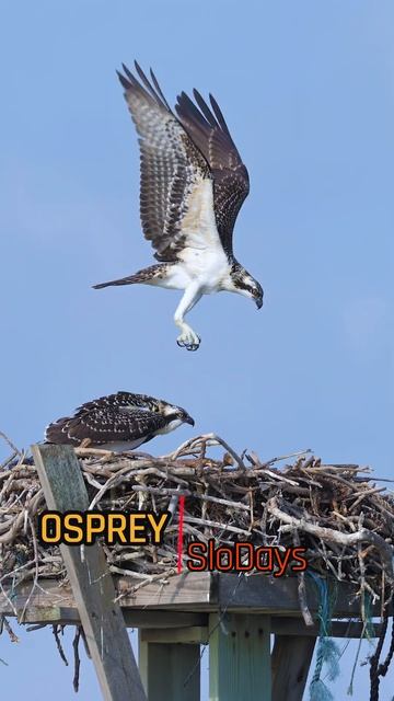 Young Osprey Slo-Motion   #wildlife #birds #ospreys #nature #birdofprey