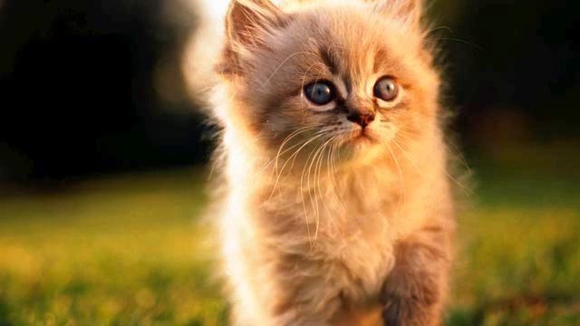 Песня из фильма. Это - хит! Полет души! смотреть онлайн