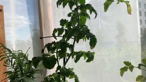 Как я формирую томаты, которые растут на балконе