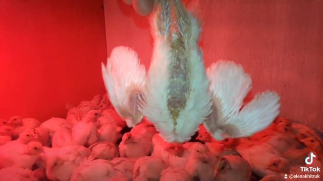 Отличить настоящий  или подделка Техасский перепел А+ Хитрук Елена Украина