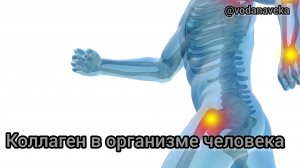 Коллаген в организме человека