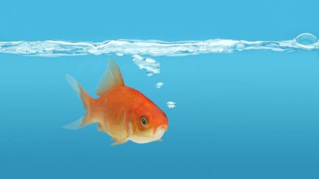 клип создан по мотивам детского фентези А.Гусева " Рыбки всегда плавают вправо" ⚡ смотреть онлайн