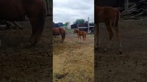 Приобрёл кобылу "Русский тяжеловоз"