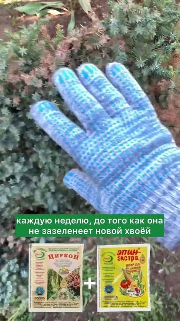 #обработкадеревьев #опрыскиваниедеревьев #лечениедеревьев #аккумуляторныйопрыскиватель #опрыскивате