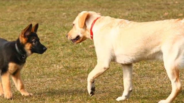 German shepherd vs Labrador Dog | Which is Best For you | Telugu | Taju logics