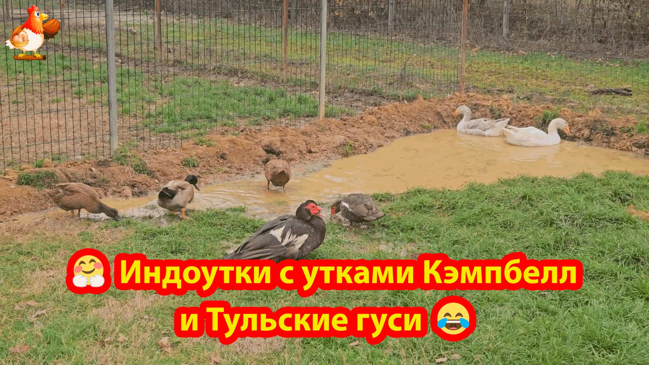 Тульские гуси и утки Кэмпбелл ❣️🤗😍