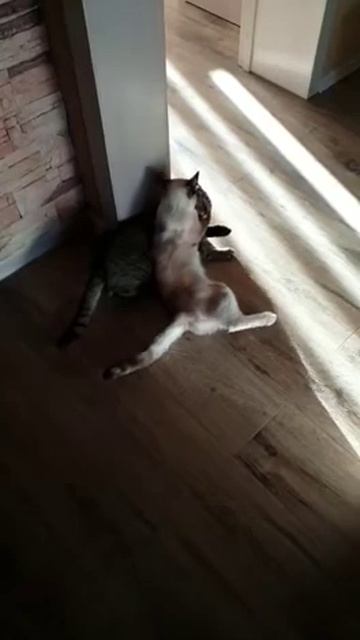 Смешные кошки и коты. Приколы с животными. Приём хитрой кошки ) Женское "коварство" по кошачьи ) смотреть онлайн