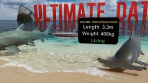 3D Living and Extinct Sharks Size Comparison | Megalodon Vs Great White Shark