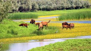 Животный мир Астраханской области нашими глазами