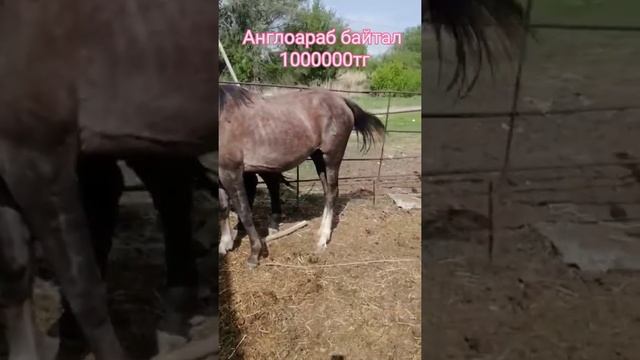 Англоараб айғыр, байтал, дончак айғыр сатылады тел 87474297720, адрес Талдықорған, Подхоз-1(хутор)