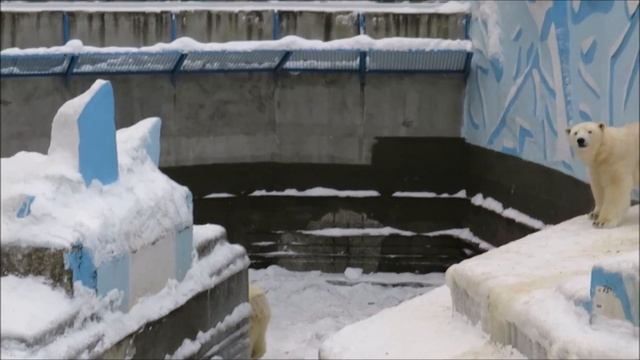 Мишки обследуют бассейн 18.12.2020 смотреть онлайн