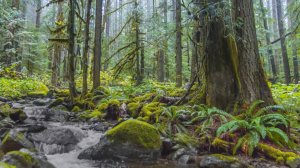 Лирическое отступление. Лесной ручей. Прекрасные мгновения... (играет Владимир Горовиц)