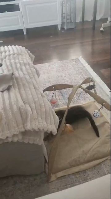 ЗверьЁмоё-  Кошачьи игры  #cats #catshorts #catsofyoutube