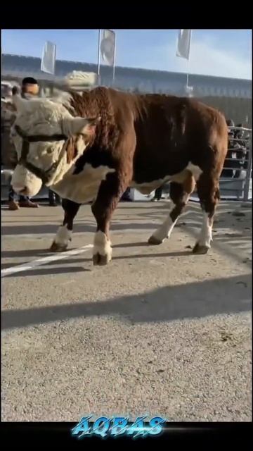 Какая порода лучше? Ставьте 1 за Ангус, 2 за Герефорд и 3 за Акбас смотреть онлайн