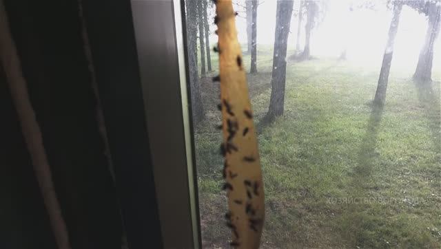 Мухи в доме. Грибы в лесу смотреть онлайн