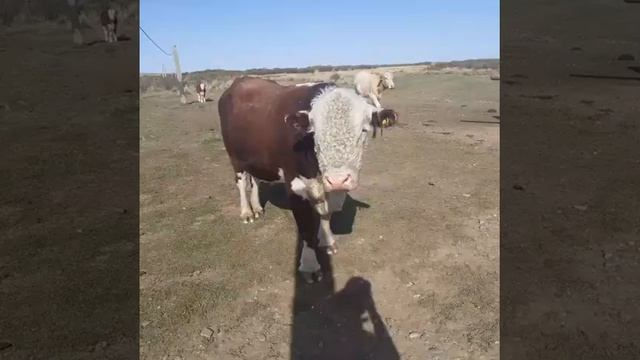 ГЕРЕФОРД НА ПЛЕМЯ смотреть онлайн