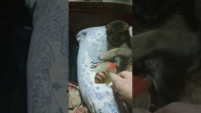 кот Пчела