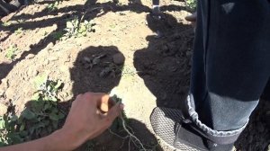 Потек новый распределитель на МТЗ 82.1. Подготовка сеялки СУПН - 8 Культиватор оставляет сорняк!