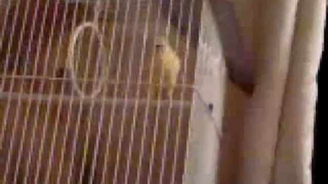 saffet kanarya смотреть онлайн