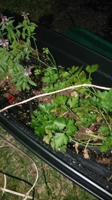 Optimal Soil Moisture