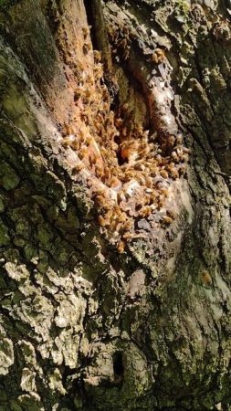 Honey Bee tree #shorts #bees