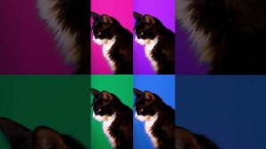 Проект Нейро Маха "Про кошку"