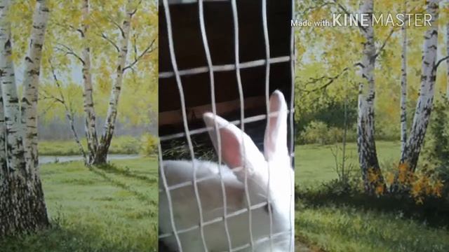 Мої кроликиобзор