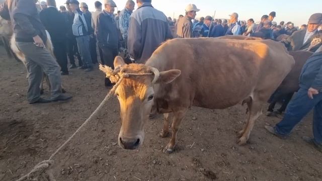 28-АПРЕЛЬ/ХОЖЕЛИ МАЛ БАЗАРЫ/СКОТНЫЙ РЫНОК/BUQALAR/BIG BULLS IN THE WORLD/BIG COW