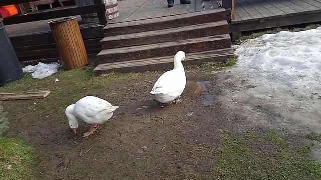 Гусь пьёт из лужи смотреть онлайн