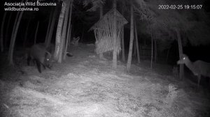 Кабан пугает оленей